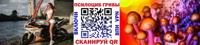 Купить  Аша  Галлюциногенные грибы Psilocybine cubensis 